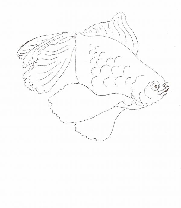 600x688 Simple Animal Drawings For Beginners