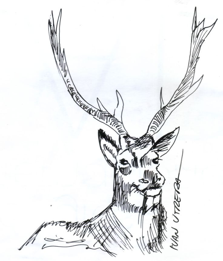 736x860 Ciervo A Lapicero Dibujo A Lapicero Draw Pen Sketch
