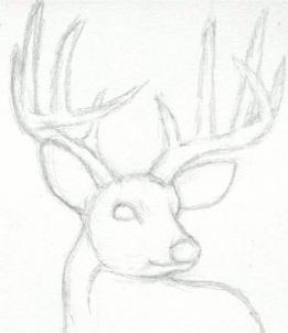 261x302 How To Draw A Deer Head, Buck, Dear Head Step 3 Drawing Ideas