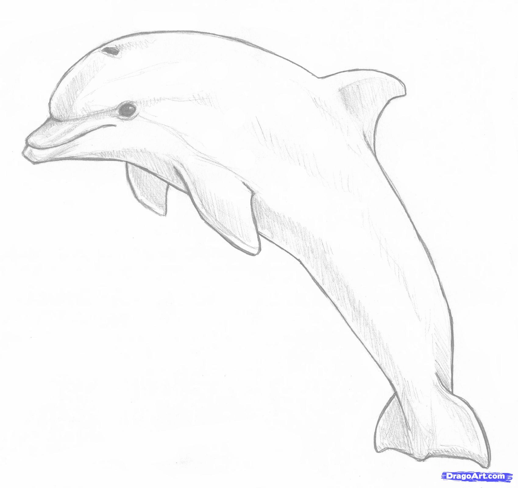 1700x1599 How To Draw A Jumping Dolphin Step 8 Projects To Try