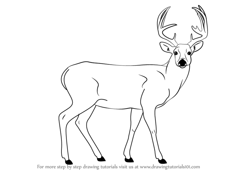 800x566 Gallery Images Of Deer Drawings,