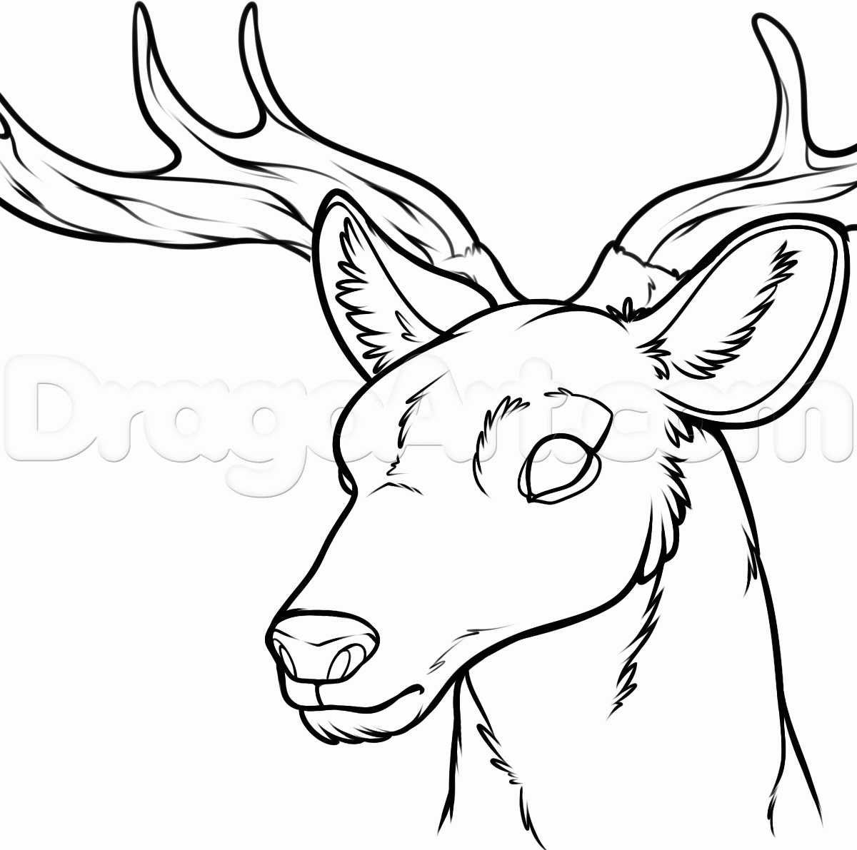 1200x1191 How To Draw A Deer Head, Step By Step, Forest Animals, Animals