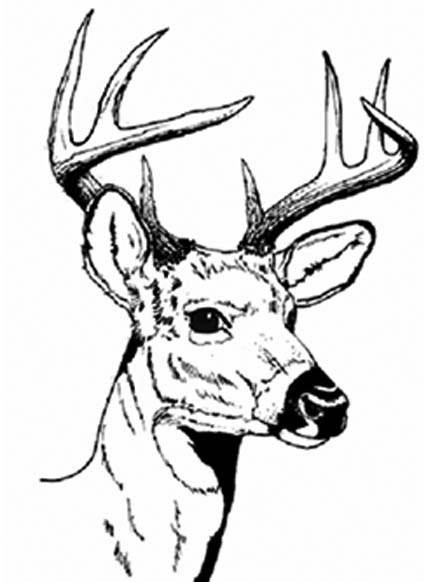 447x582 Stag Clipart Deer Drawing