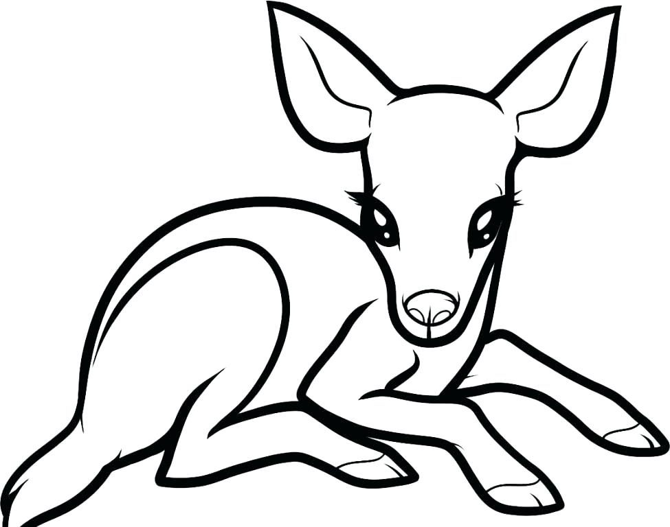 975x768 Baby Deer Coloring Pages Synthesis.site