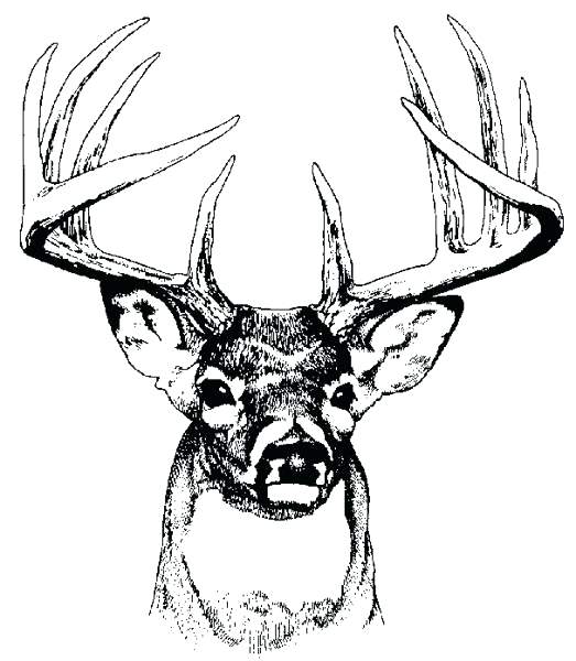 523x600 Deer Head Coloring Pages Deer Head Outline Printable Sketch