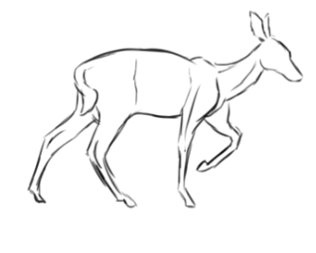 1005x805 Deer Gif