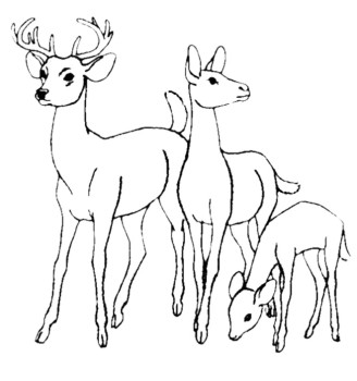 328x350 Family Deer Coloring Pages Coloring And Zentangle
