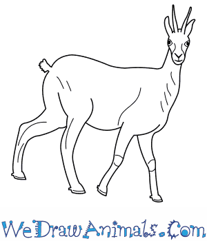 300x350 How To Draw A Chamois