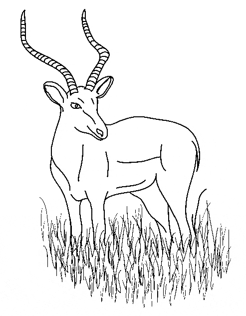 493x633 Impala Coloring Page