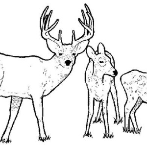 300x300 Picture Of White Tailed Deer Coloring Page Coloring Sun