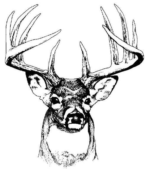 497x570 Deer Head Clip Art