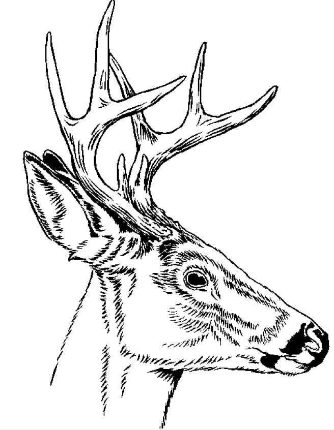 656x846 Deer Skull Side View Drawing