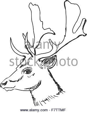 300x389 Deer. Hand Drawn Illustration Of A Stag. Ethnic Style. Design