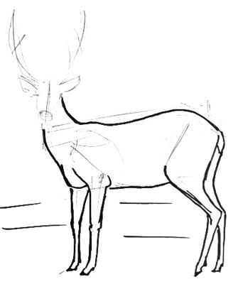 335x400 How To Draw A Deer