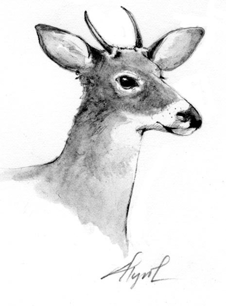 465x630 Are Vermont's Deer Losing Their Antlers The Outside Story