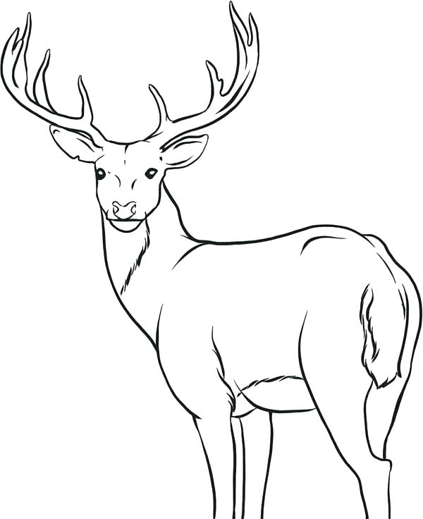 600x736 This Is Deer Coloring Pages Pictures Red Deer 2 John Deere