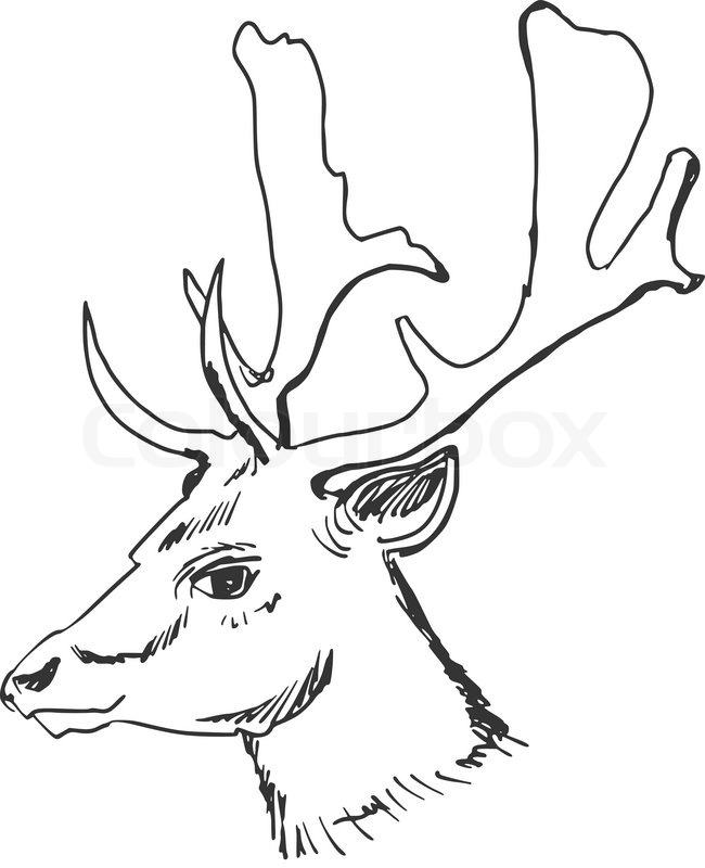 650x800 Hand Drawn, Sketch, Cartoon Illustration Of Deer Stock Vector