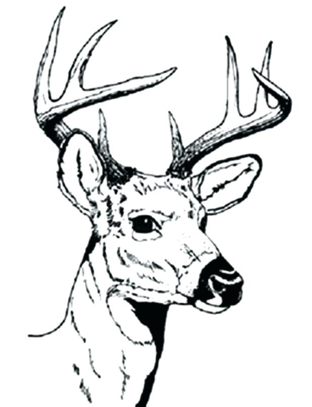 618x805 Deer Hunting Coloring Pages