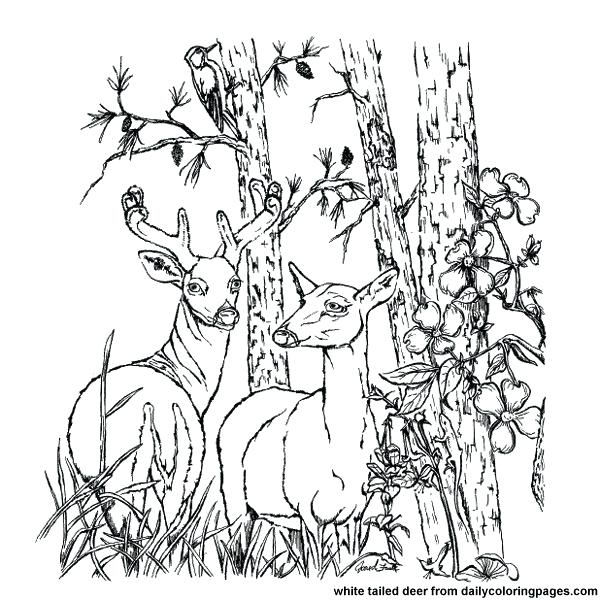 600x600 Deer Coloring Pages To Print Bear Hunting Coloring Pages