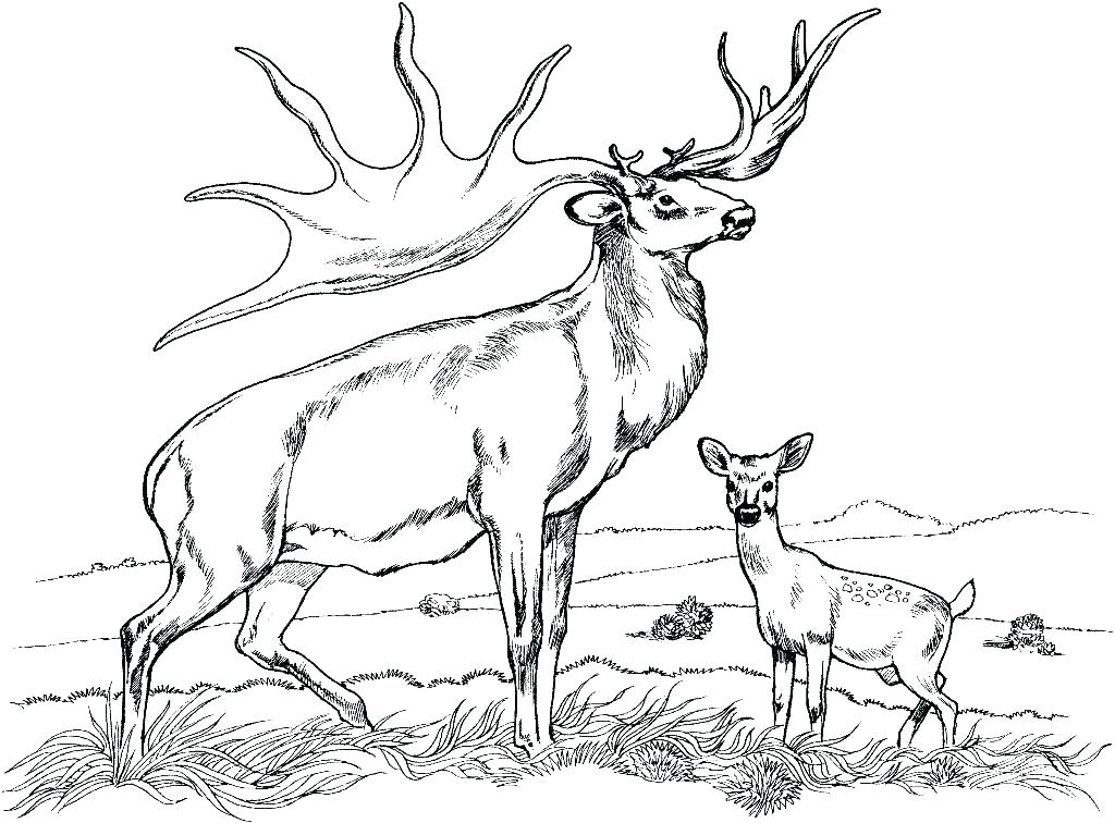1024x756 Deer Coloring Pages To Print Bear Hunting Coloring Pages