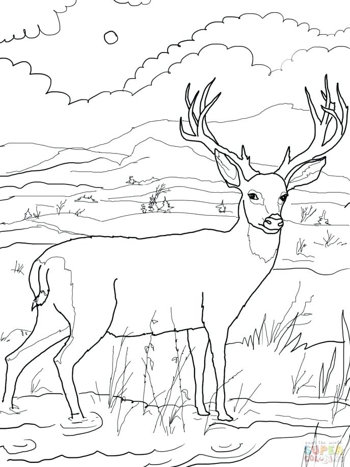 687x916 Deer Hunting Coloring Pages Medium Size Of Coloring Pages Com Book