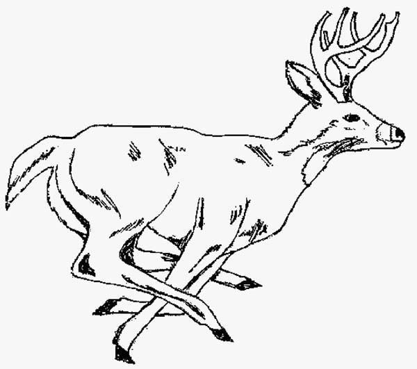 600x531 Hunting Deer Coloring Page Coloring Sun