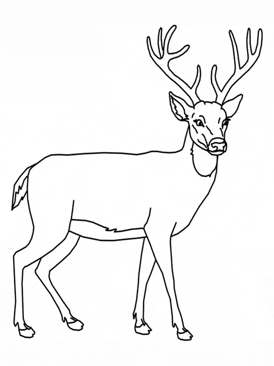 540x720 Coloring Pages Deer Coloring Pictures Color Page 3 Pages Deer