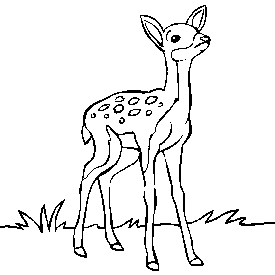 Deer In Forest Drawing