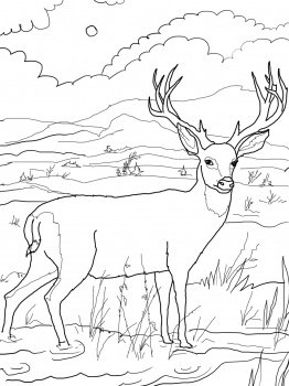 262x350 Woods Landscape Coloring Pages