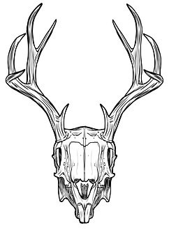 242x340 Line, Drawing