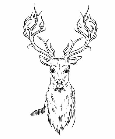 378x456 Sketch Of Deer Head Premium Clipart