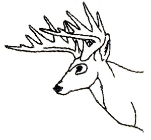 300x278 Deer Head