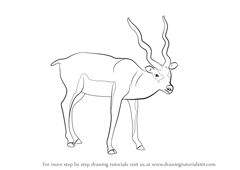 800x566 Drawn Buck Easy Draw