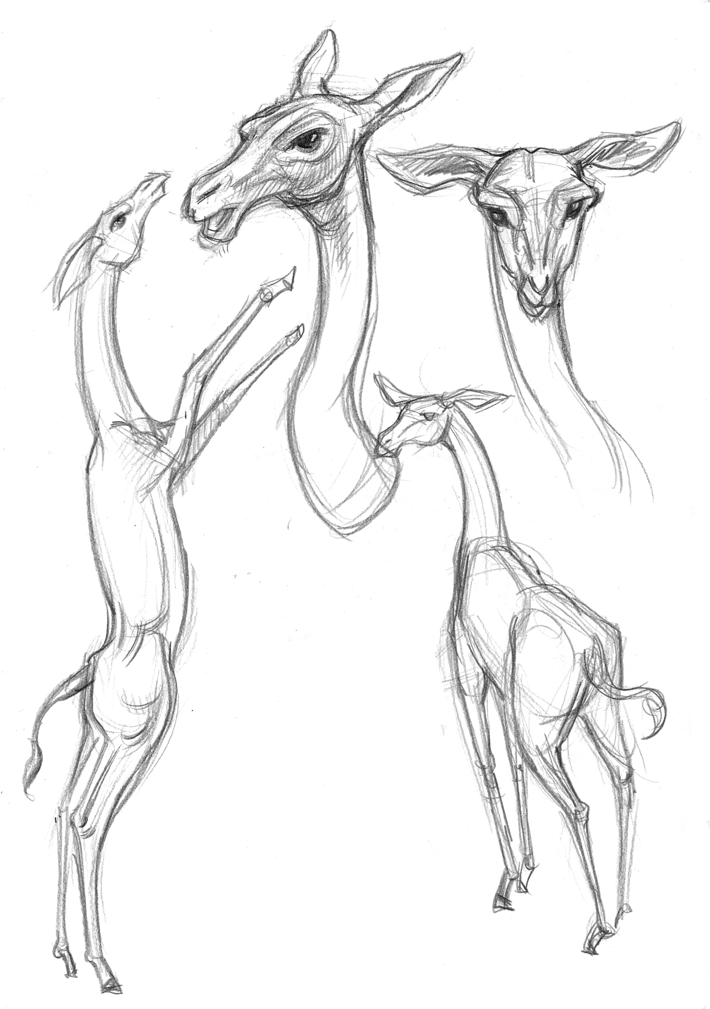 2414x3428 Field Drawings Of Gerenuk Antelopes In Pencil