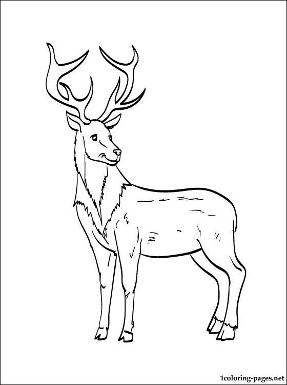 560x750 451 Best Herten Images On Deer, Adult Coloring