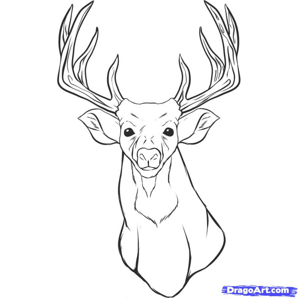 1024x1024 Realistic Deer Drawings Pencil Drawings Pencil Drawing Deer