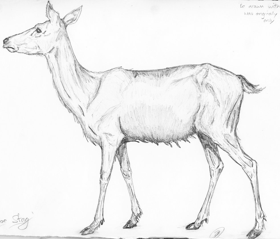 982x838 Red Deer Stag By Bonesy