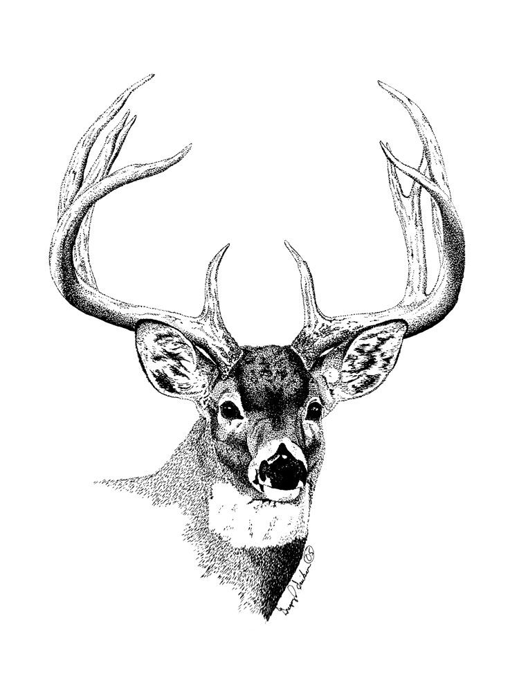 Christmas Drawings Of Deer 2023 Cool Latest List of | Christmas Eve ...