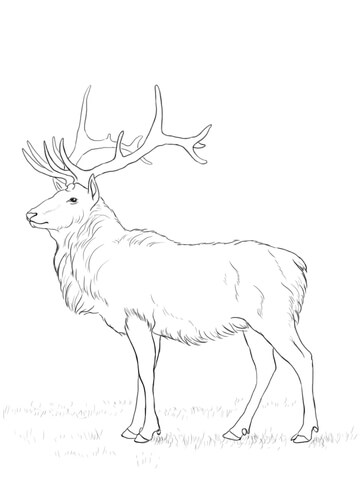 361x480 Deer Coloring Page Free Printable Coloring Pages