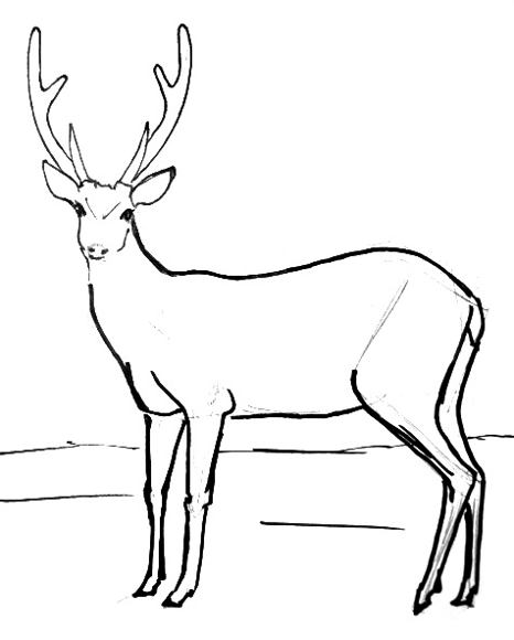 466x580 How To Draw A Deer