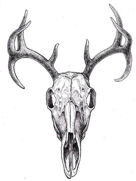 541x720 Deer Skull Drawing With Flowers