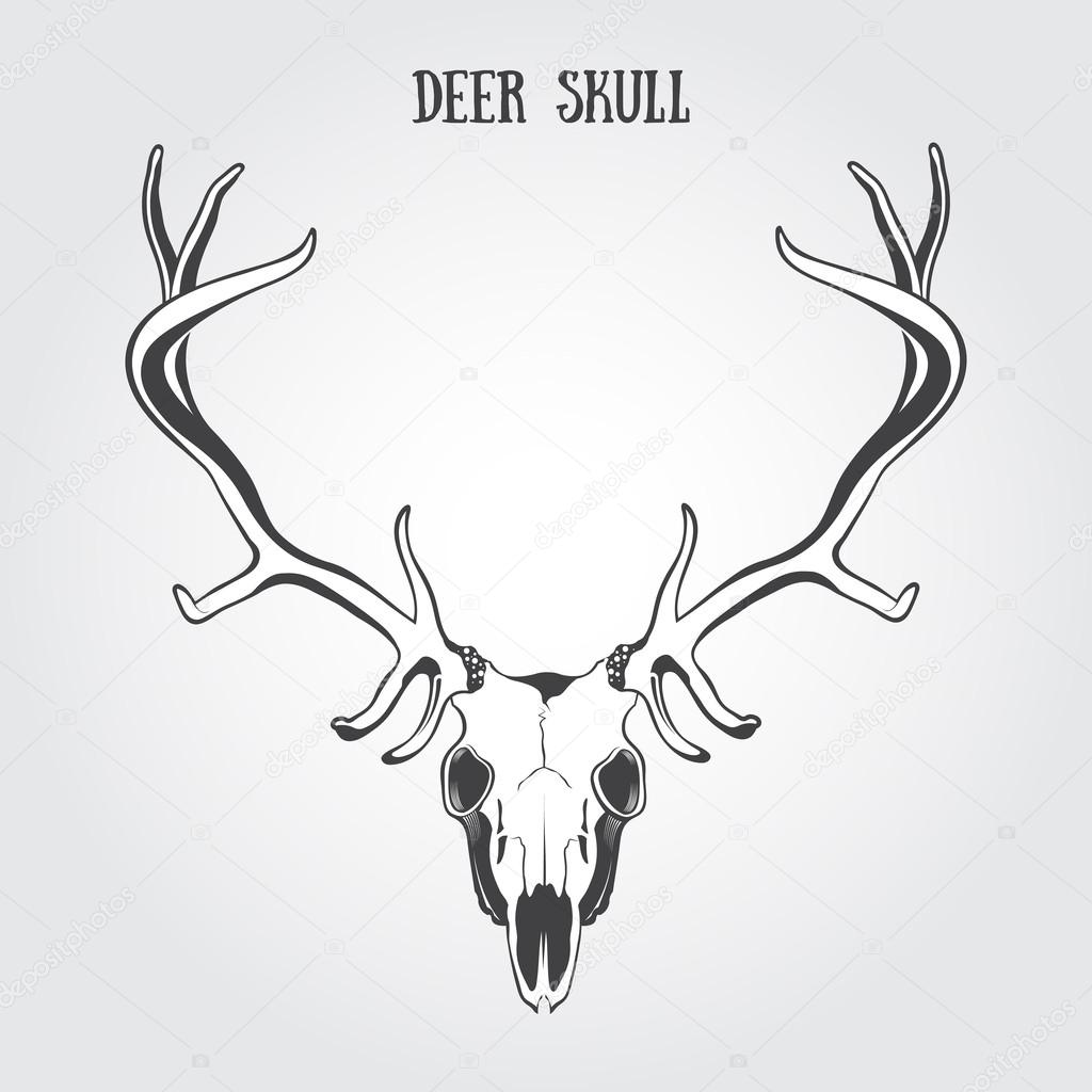 1024x1024 Deer Skull Stock Vector Bienchen