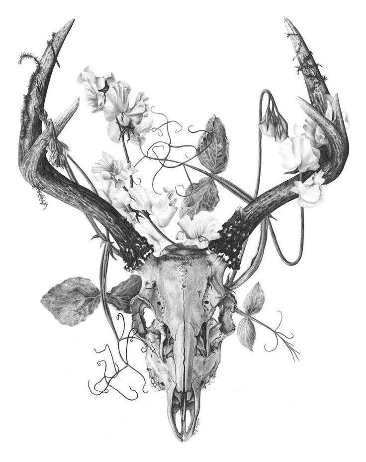 736x928 Drawing Skulls And Bone Antlers, Tattoo And Tatting
