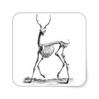 324x324 A Black And White Deer Stickers Zazzle