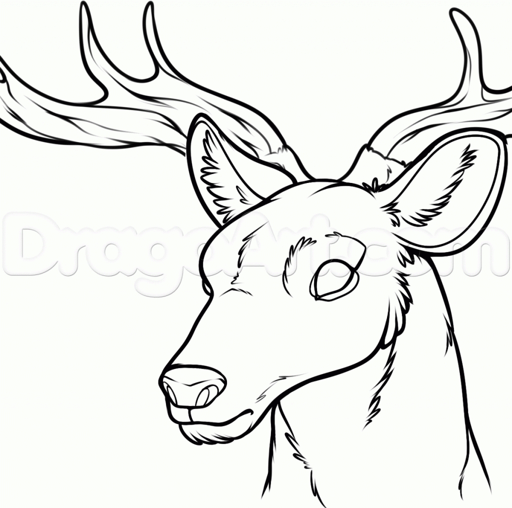 1024x1016 Deer Drawings