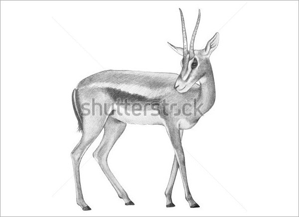 600x437 Deer Images Drawings Allofpicts