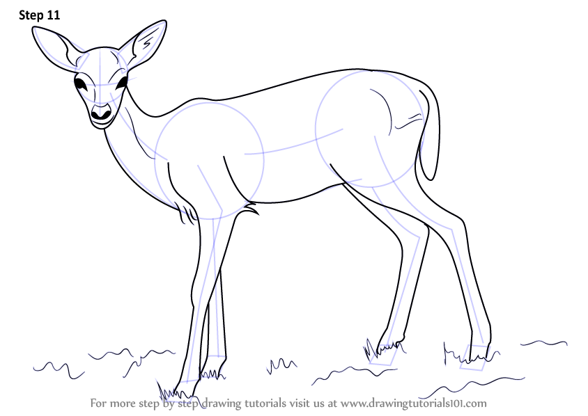 844x598 Learn How To Draw A Baby Deer Aka Fawn (Zoo Animals) Step By Step