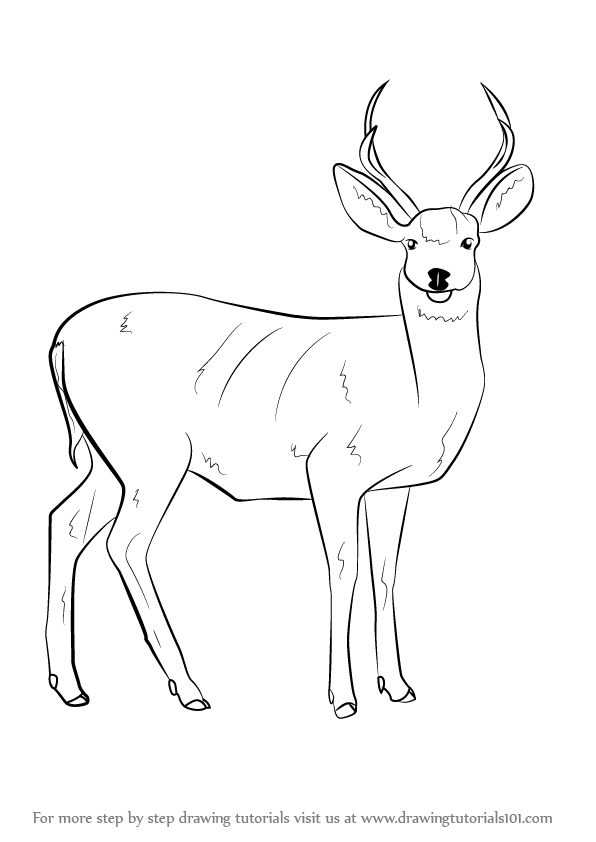 596x842 Photos Mule Deer Drawing,