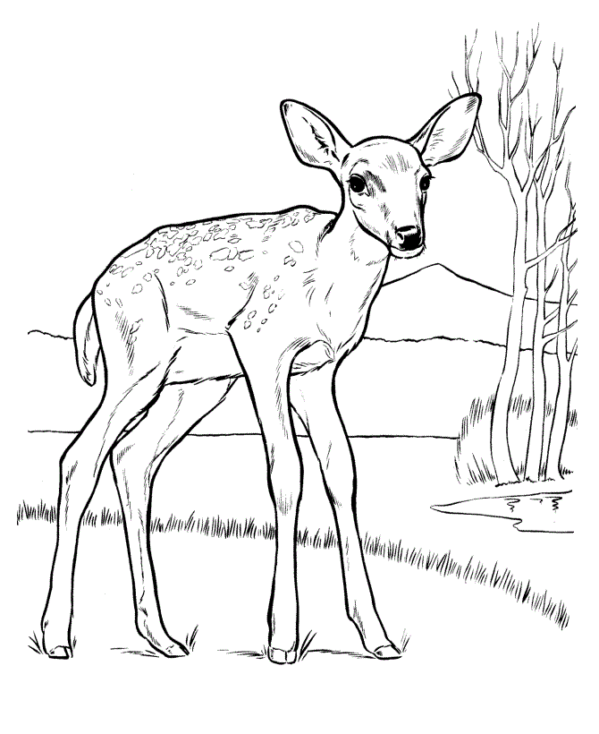 670x820 Realistic Deer Coloring Realistic Deer Drawings