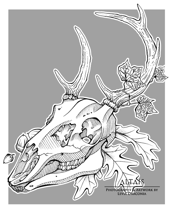 568x700 Deer Skull Lineart By Leviadraconia
